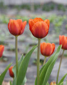 Tulipan Brown Sugar – elegant Triumph-tulipan med fargespill i bronse, kanel og brent oransje