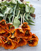 Tulipan Brown Sugar – fullt åpen blomst der karamellfargene skifter i lyset, høyde ca. 45–50 cm
