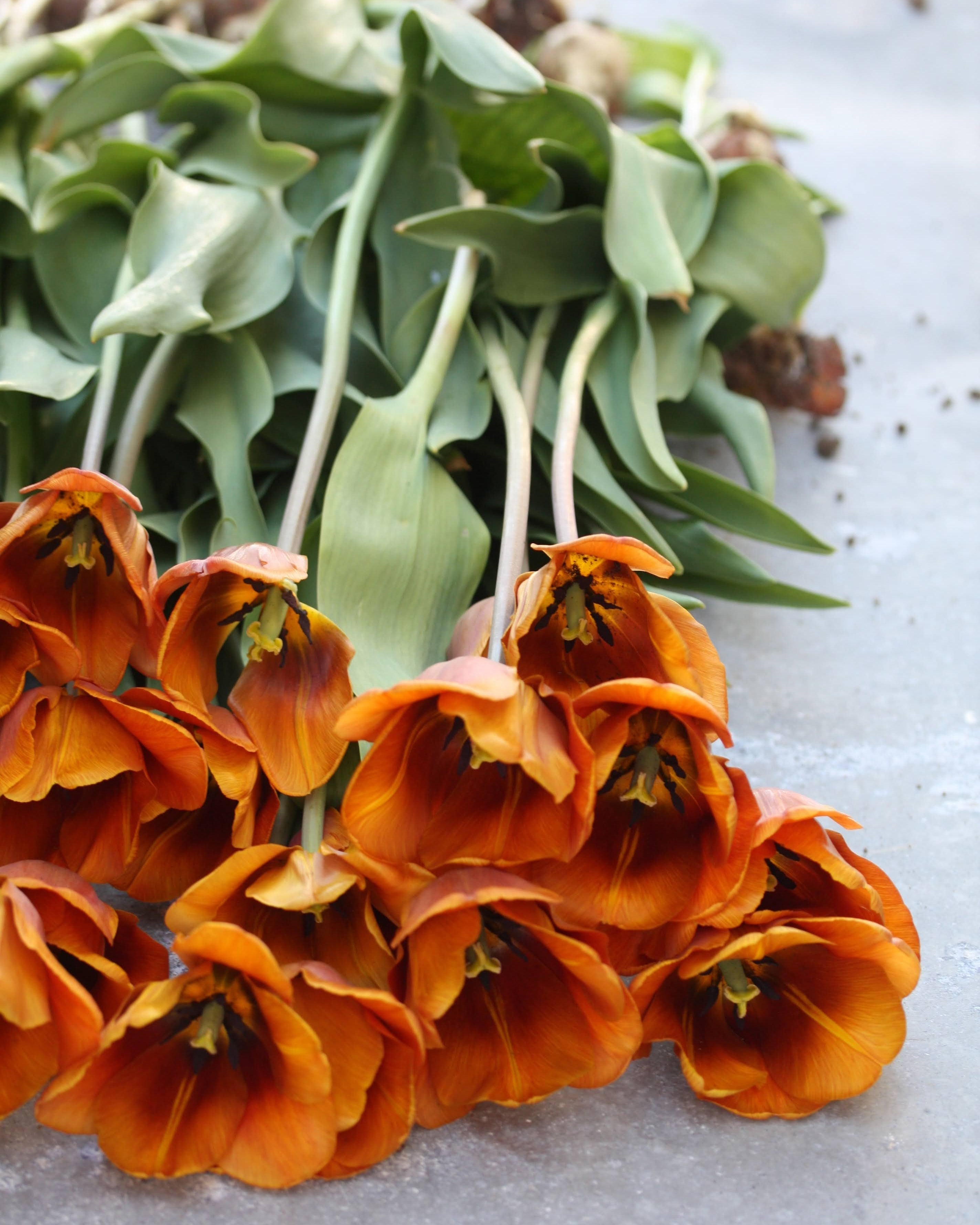 Tulipan Brown Sugar – fullt åpen blomst der karamellfargene skifter i lyset, høyde ca. 45–50 cm