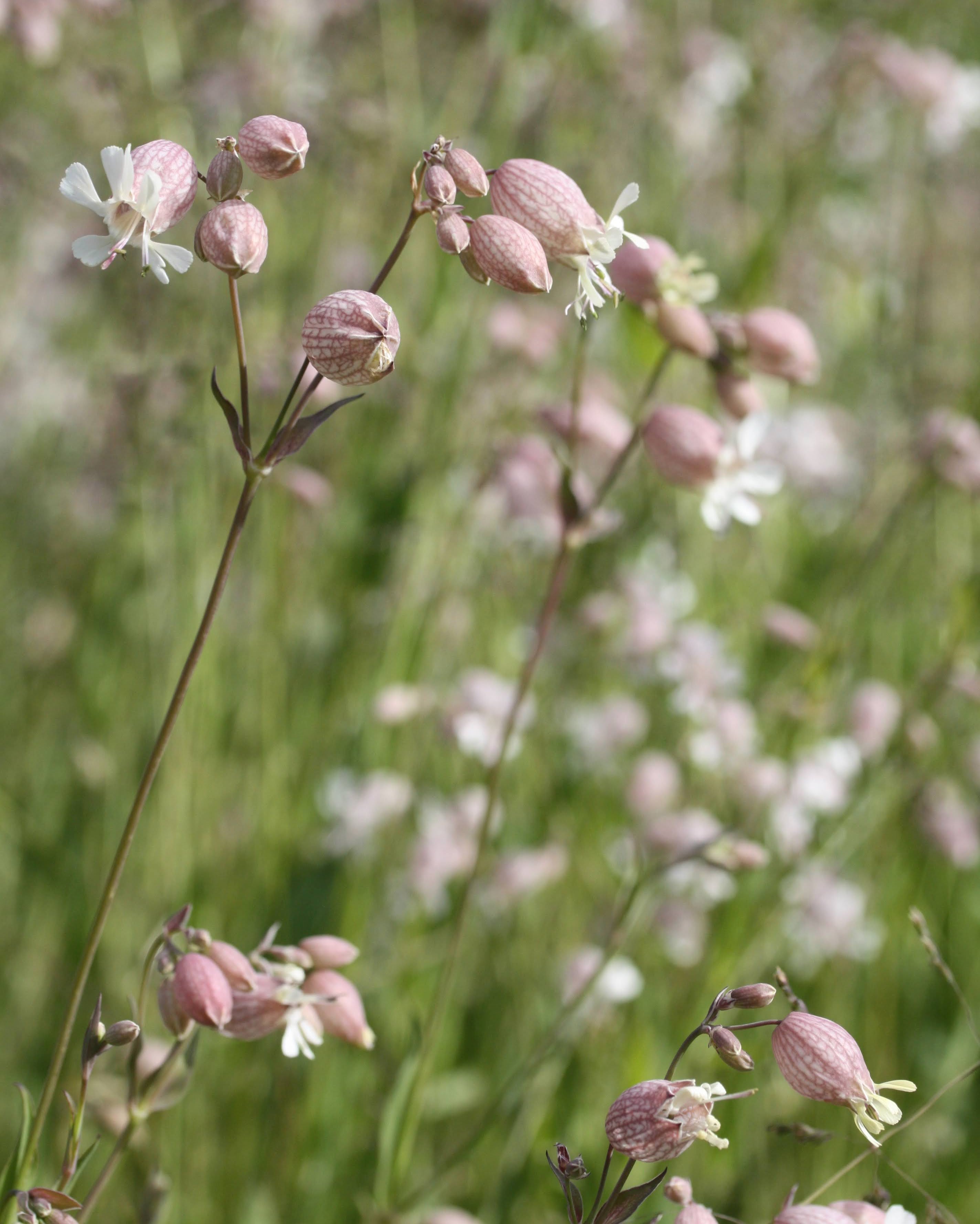 Engsmelle i naturlig hageomgivelse med rosa blomstring