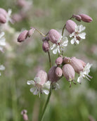 Engsmelle med rosa blomster i full blomstring i hagen