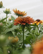 Rudbeckia Sahara frø – robust ettårig snittblomst med lang blomstringstid