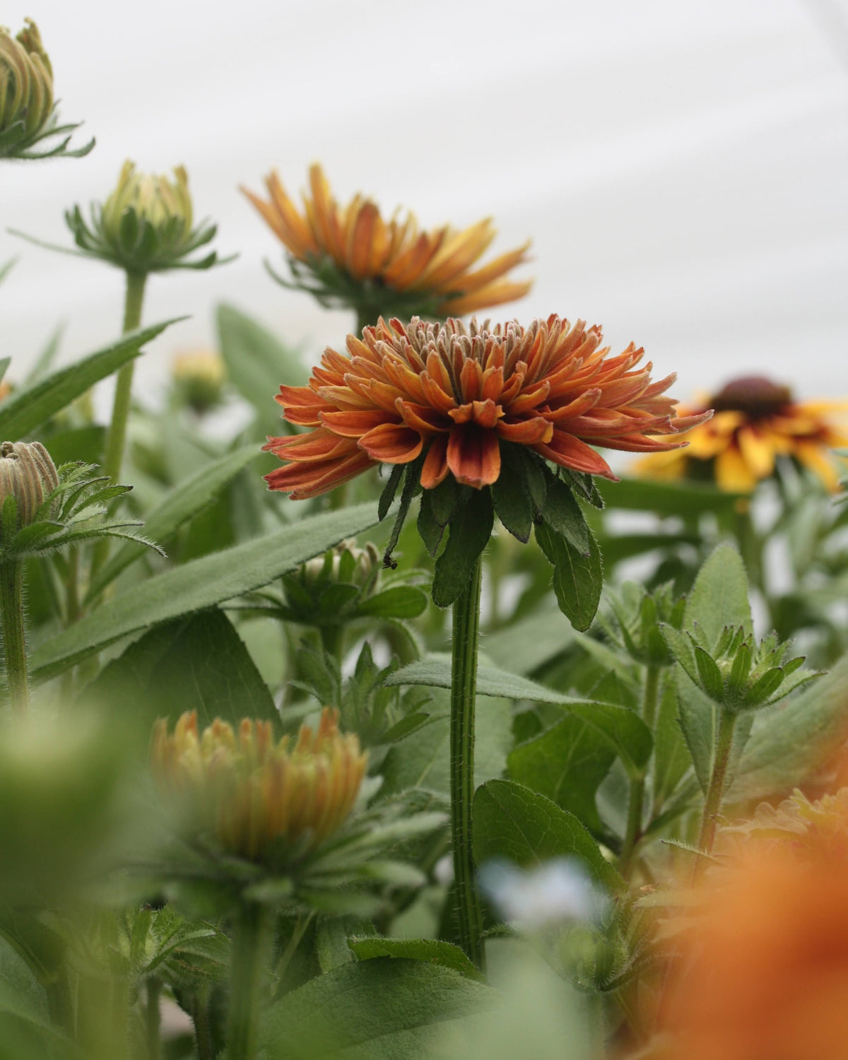 Rudbeckia Sahara frø – robust ettårig snittblomst med lang blomstringstid