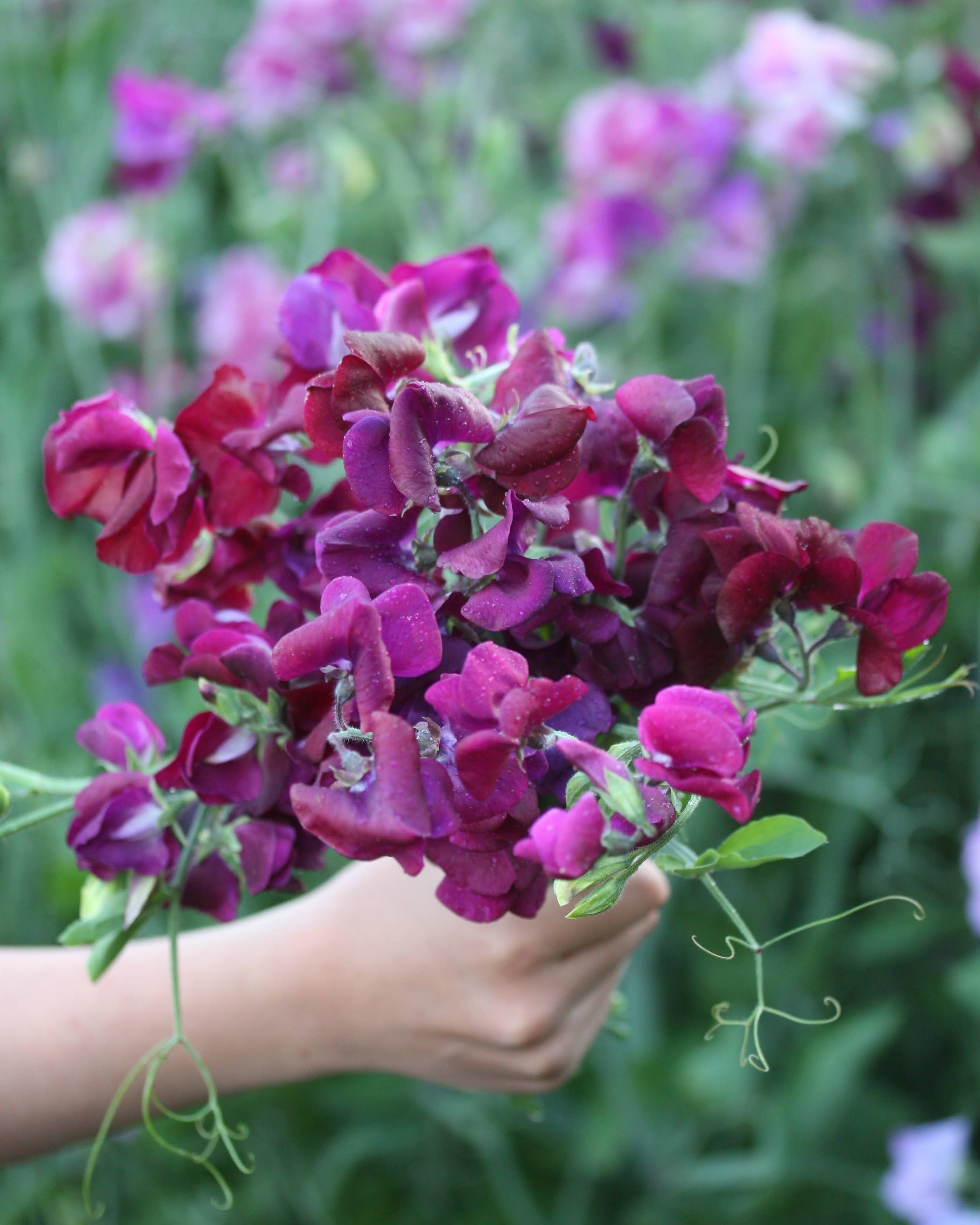 Erteblomst Royal Maroon snittblomster i elegant mørk maroon-farge