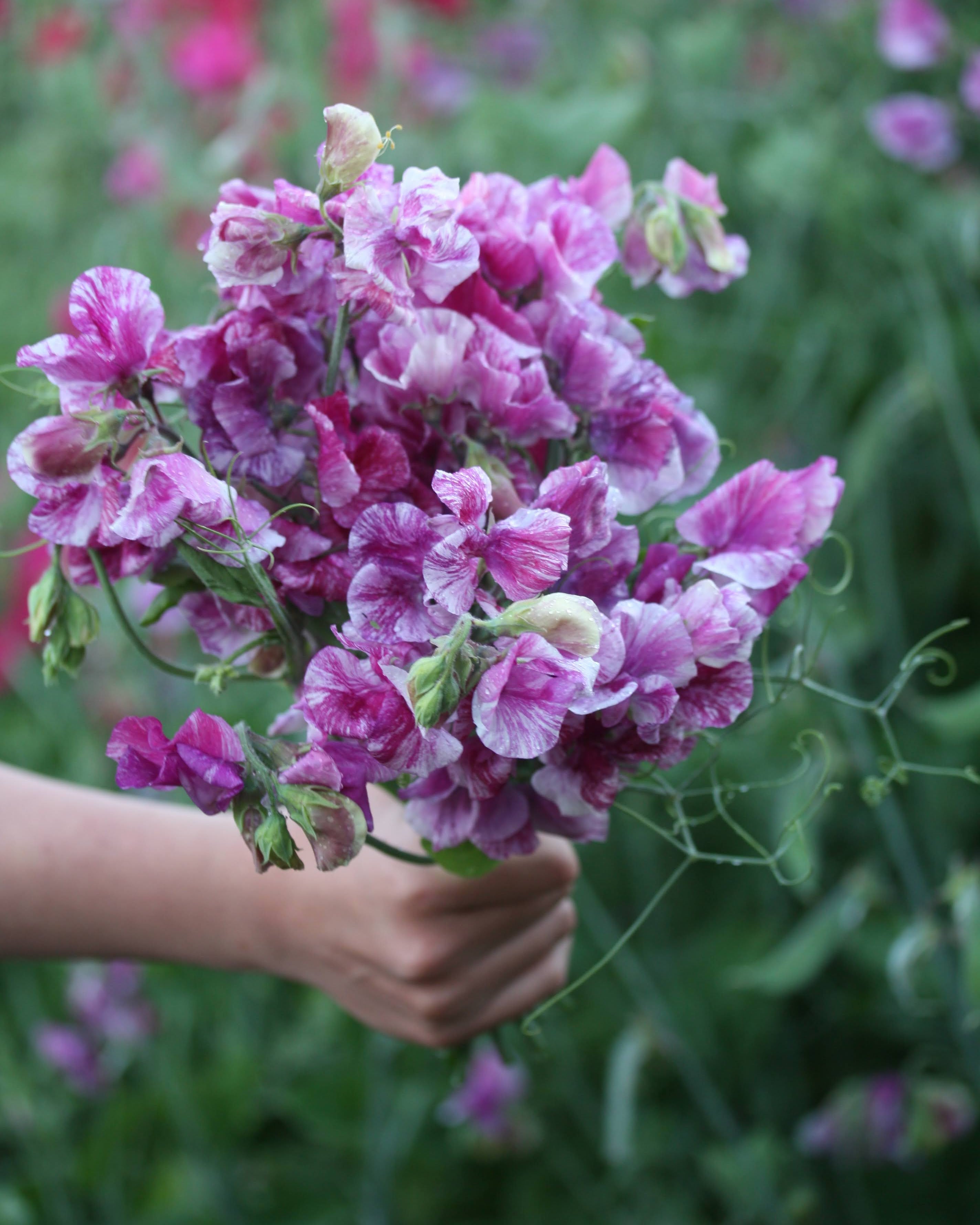 Erteblomst Pandemonium - detaljbilde av det unike flakete mønsteret