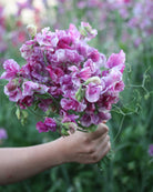 Erteblomst Pandemonium med flakete mønster i purpurlilla på hvit bunn