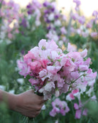 Erteblomst Spring Sunshine Blush med myke ferskenrosa- og aprikos-fargede blomster i hagen