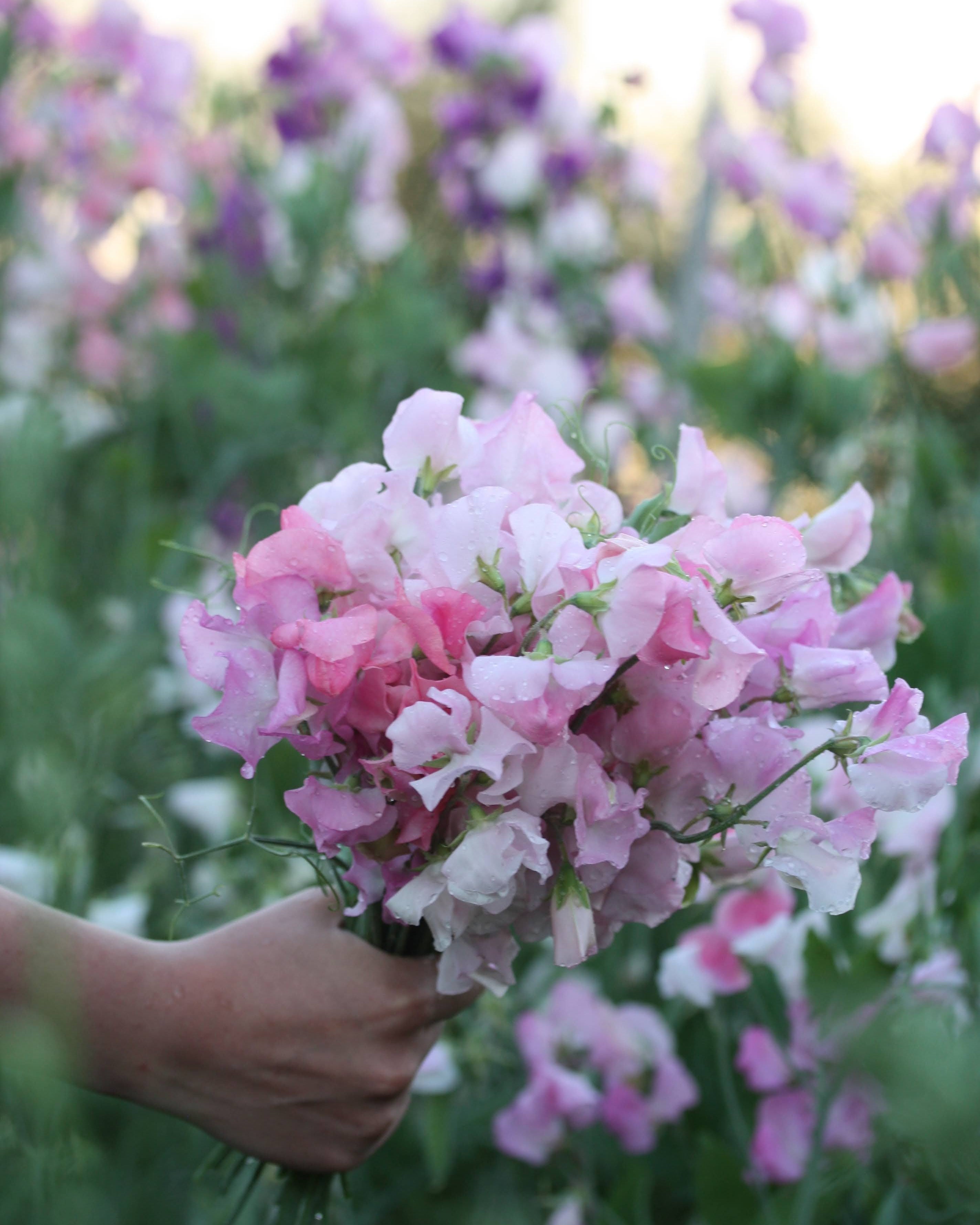 Erteblomst Spring Sunshine Blush med myke ferskenrosa- og aprikos-fargede blomster i hagen