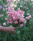 Erteblomst Emily med delikate blushrosa blomster og veined mønster