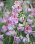 Erteblomst Spanish Dancer - spektakulære totonede blomster