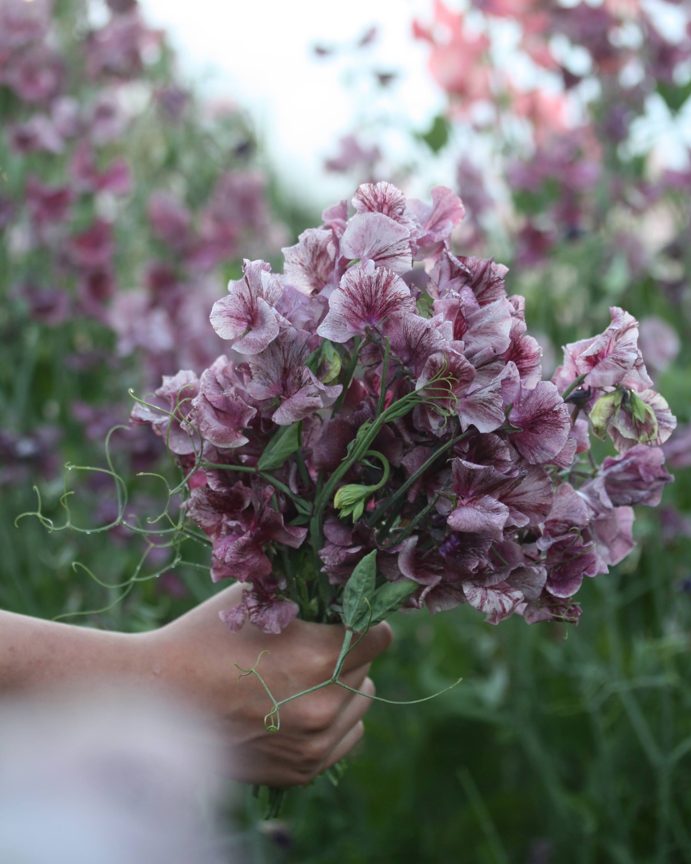 Erteblomst Suzy Z - duftende grålilla til burgunder snittblomster