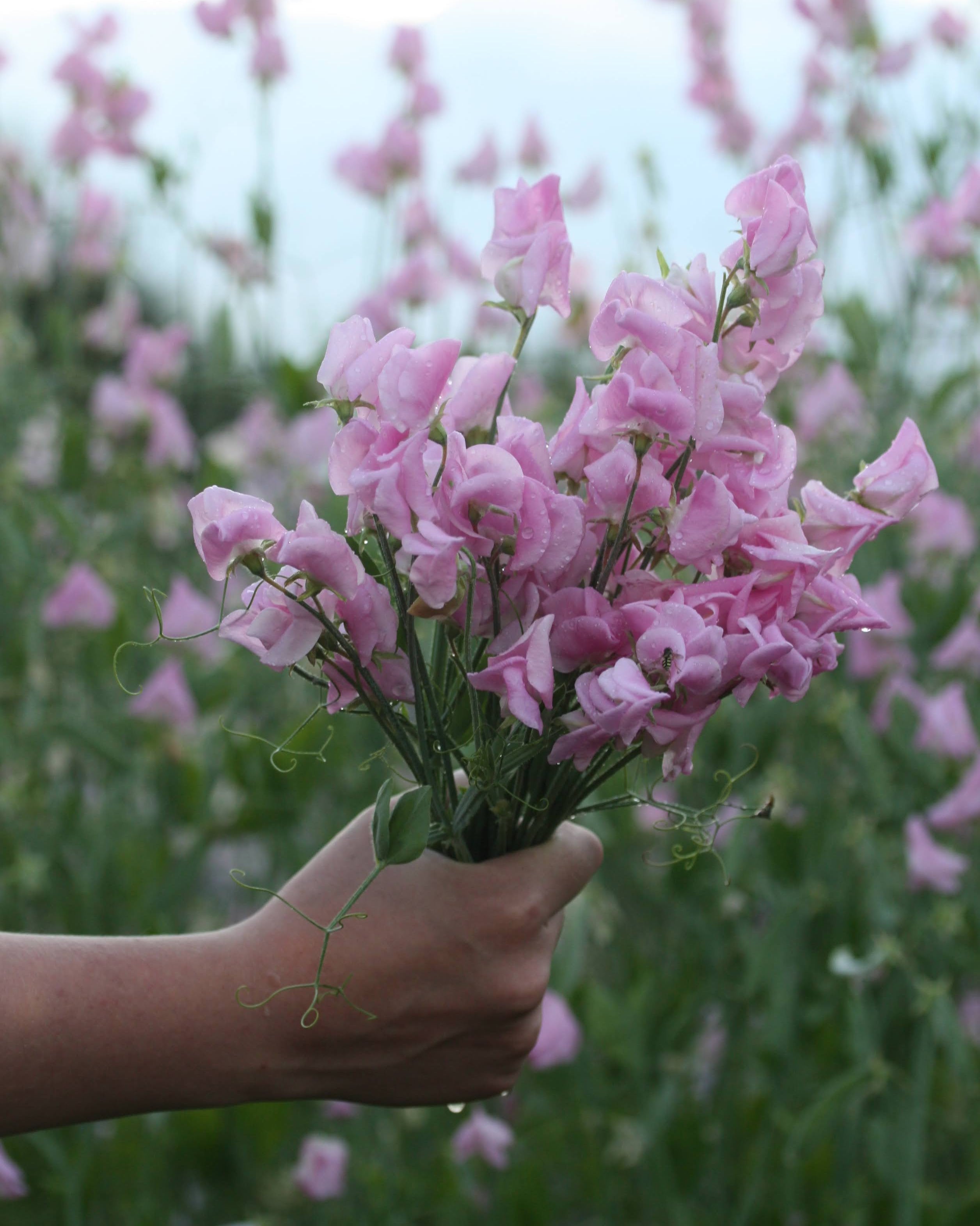Erteblomst Prima Donna i dyp rosa farge med bølgete kronblader