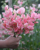 Erteblomst Spring Sunshine Nancy frøpakke fra Blomsterhagen