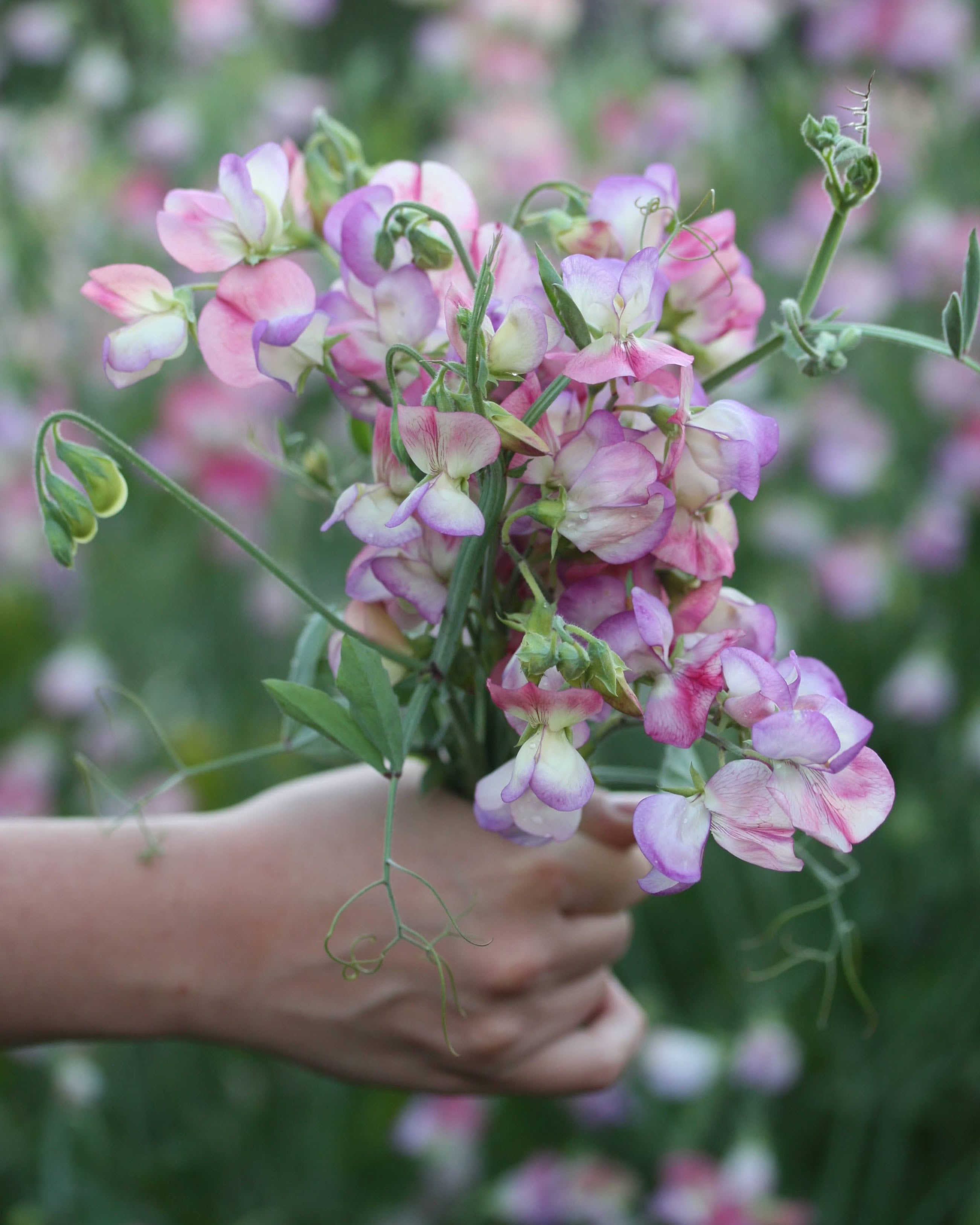 Erteblomst Spanish Dancer med rød-hvite blomster i hagen