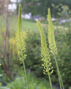 Eremurus Moneymaker – tett besatt blomsterstand i varmt gult som skyter opp på forsommeren