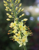 Eremurus Moneymaker – høyt gyllengult blomsterspir med oransje støvbærere, høyde ca. 125–150 cm