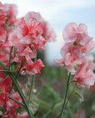 Erteblomst Geoff Hughes med kremhvit bunn og korallrosa tegninger