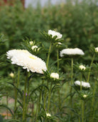 Detaljbilde av Kina asters Standy Creamy White som viser de fyllige doble blomstene
