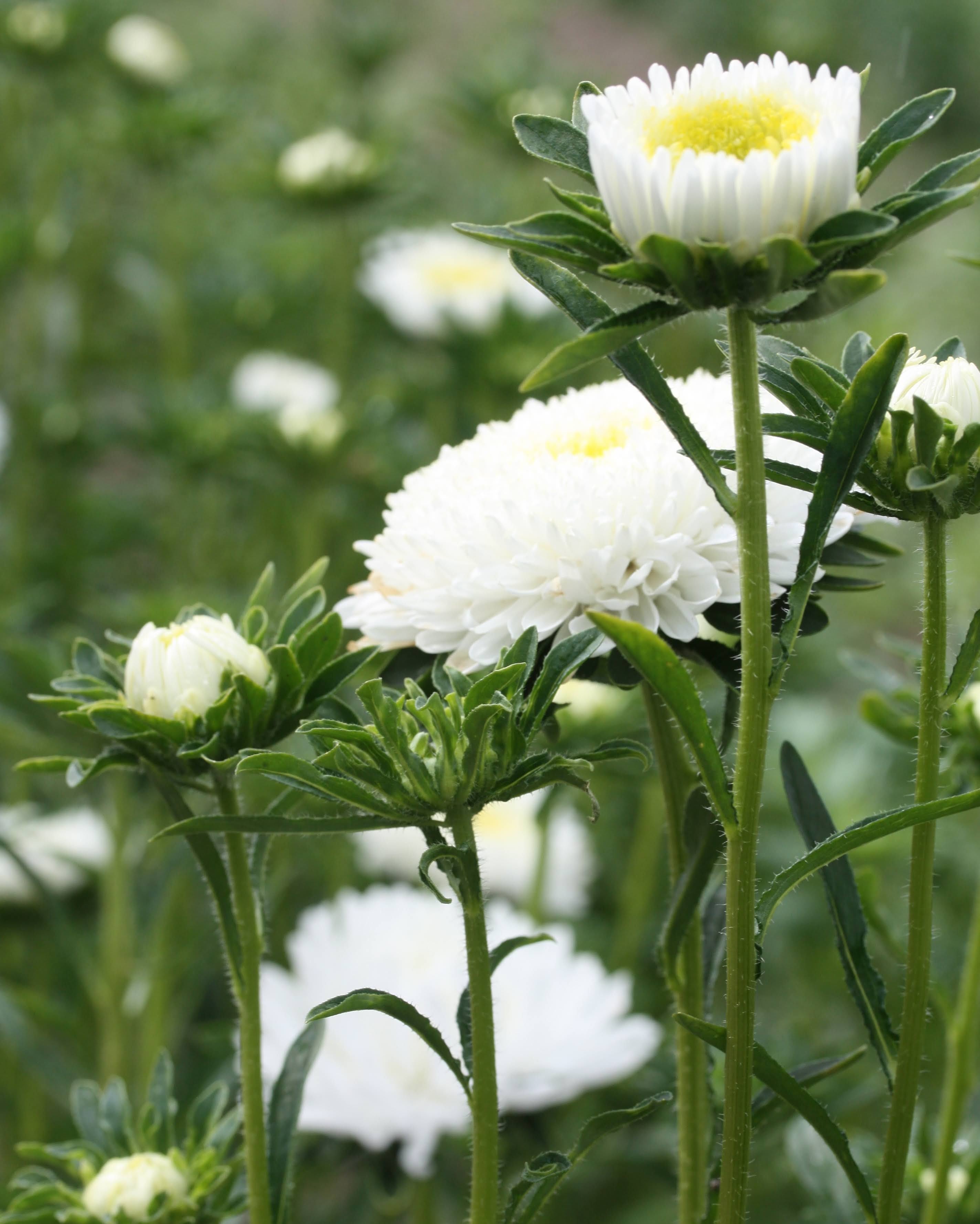 Nærbilde av Kina asters Standy Creamy White blomster med elegante kremhvite kronblad