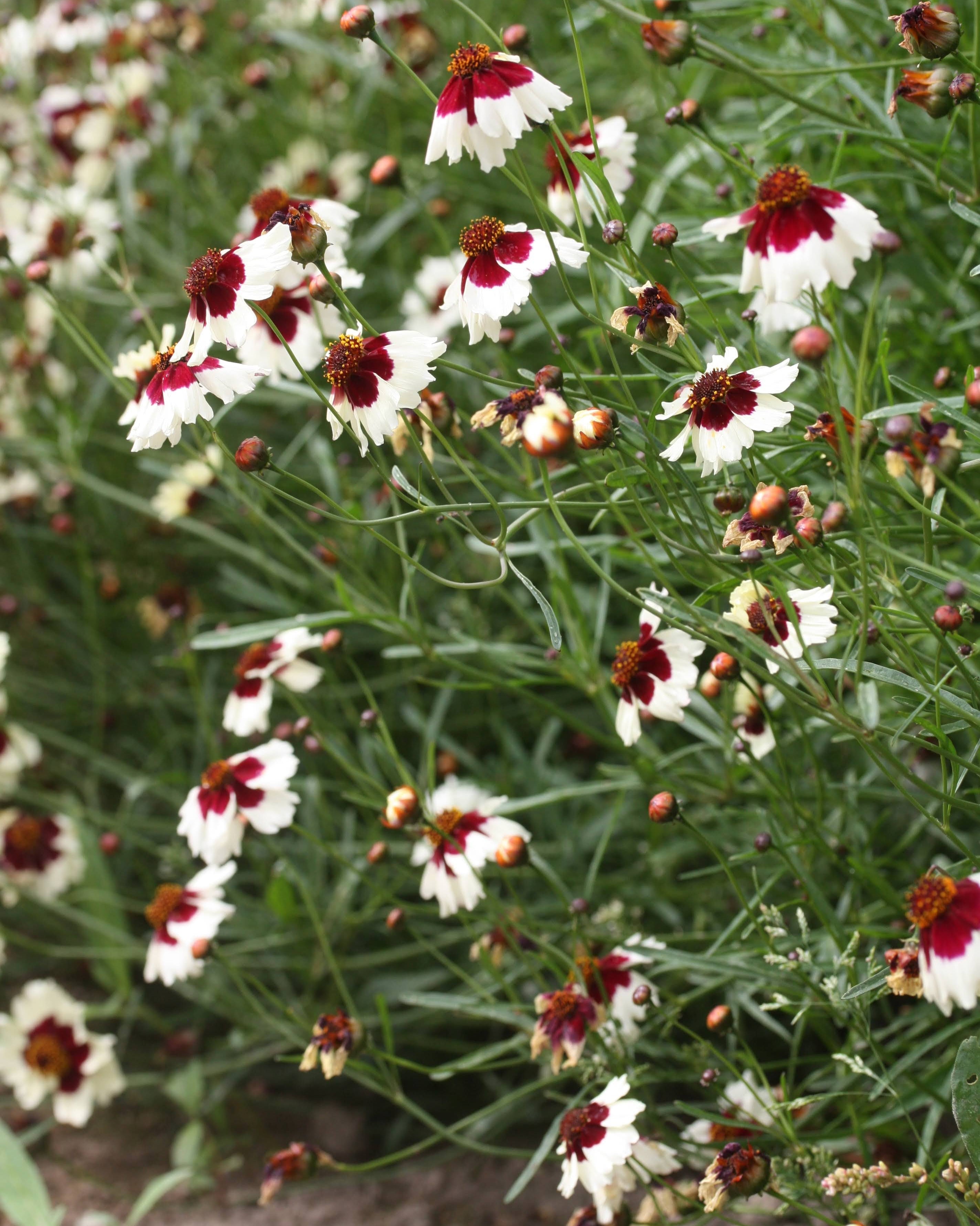 Kransvakkerøye Incredible Swirl med karakteristiske tofargede blomster
