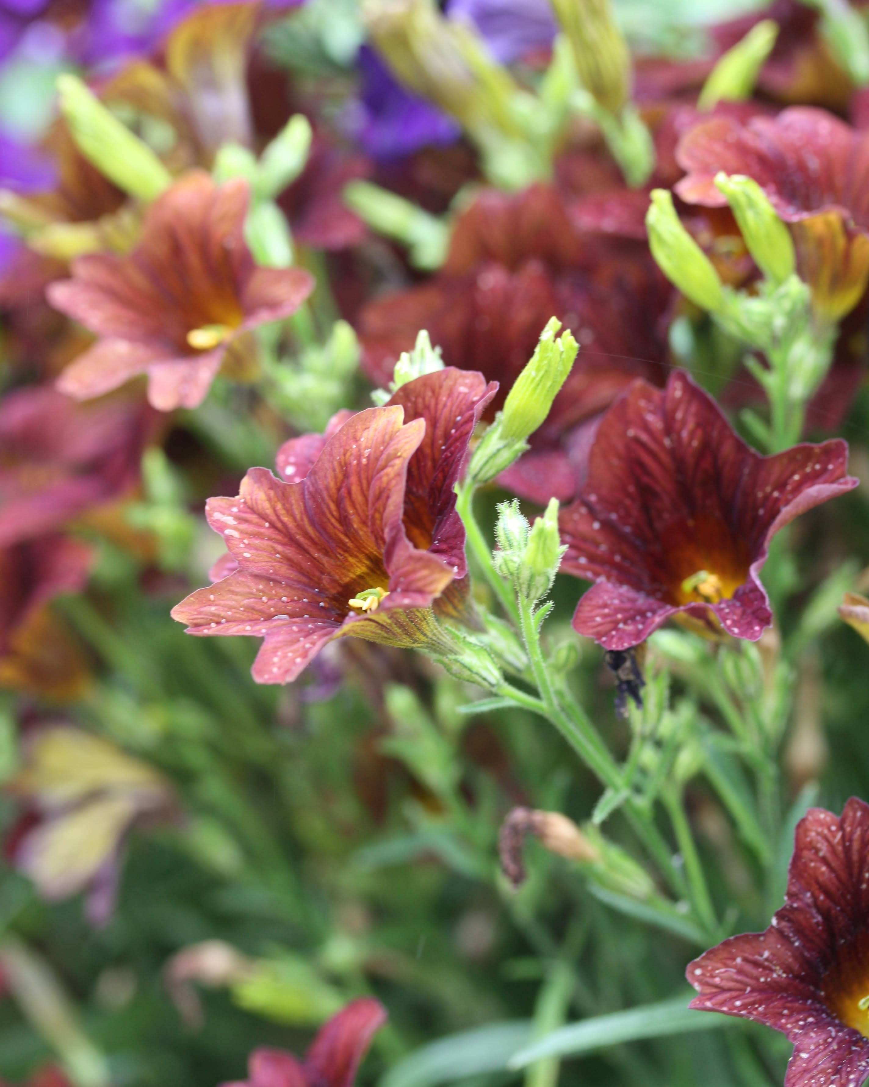Trompetblomst Cafe au Lait blomster med myk kremhvit farge