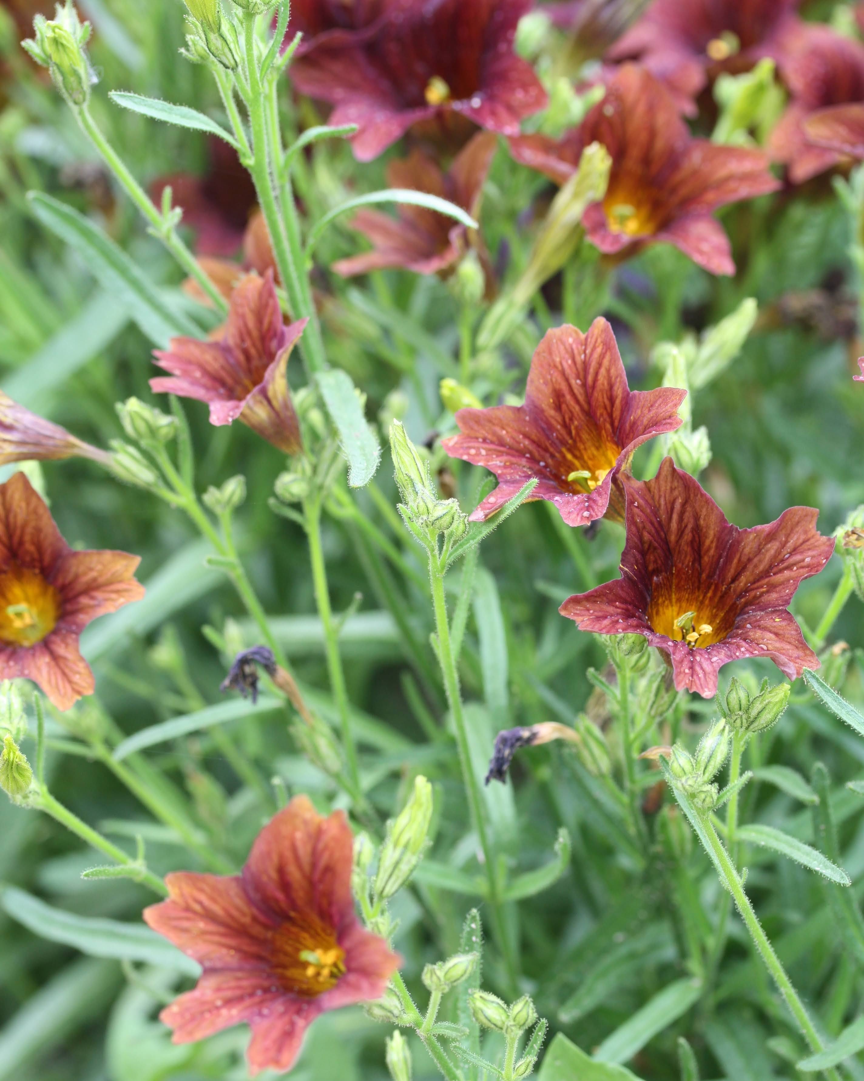 Trompetblomst Cafe au Lait - busket vekst med store elegante blomster