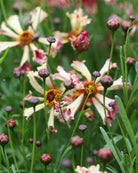 Kransvakkerøye Incredible Seashells Mix med luftige blomster i rosa og fersken nyanser