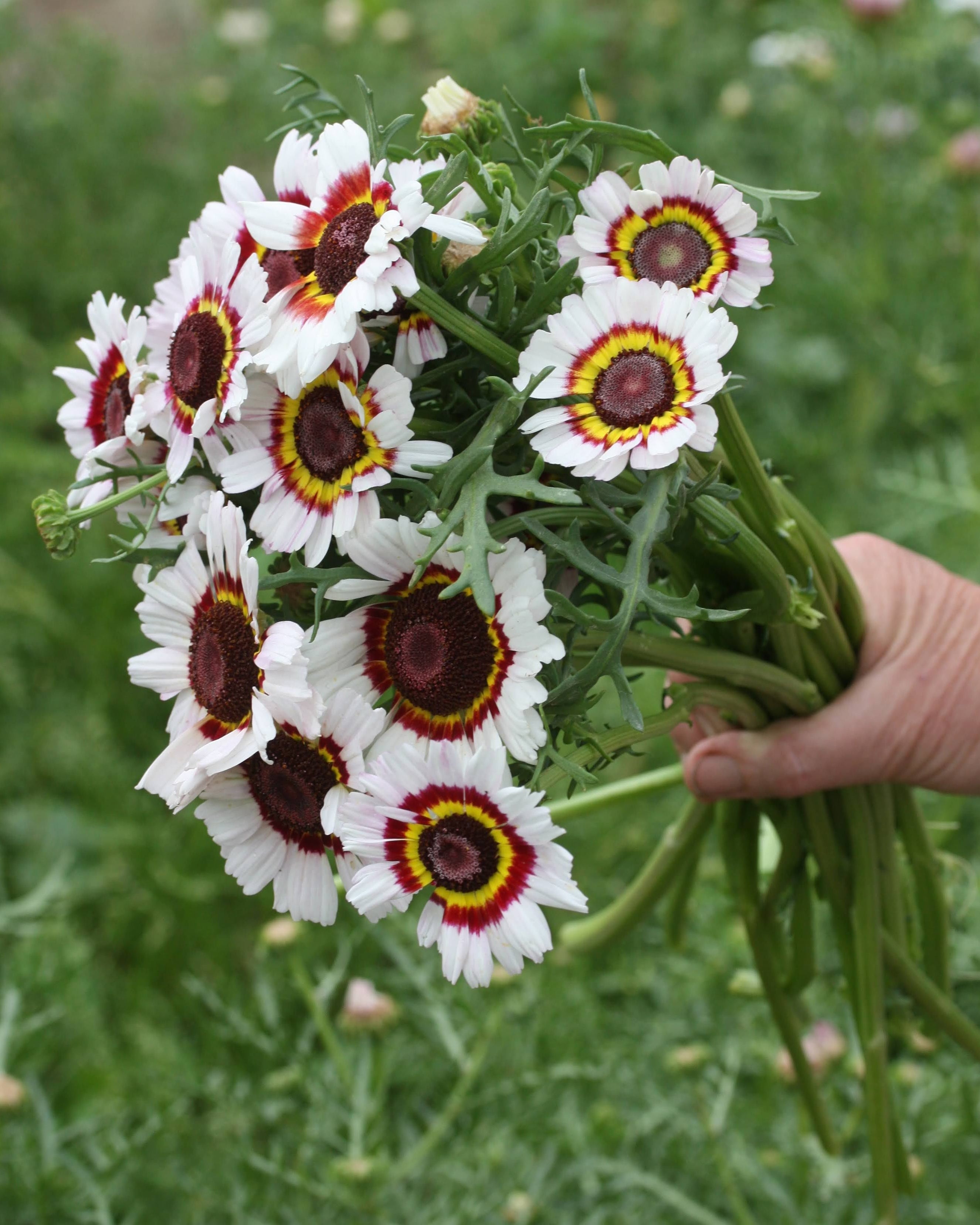 Nærbilde av Ringkrage Cockade blomst med karakteristisk rødt og gult mønster