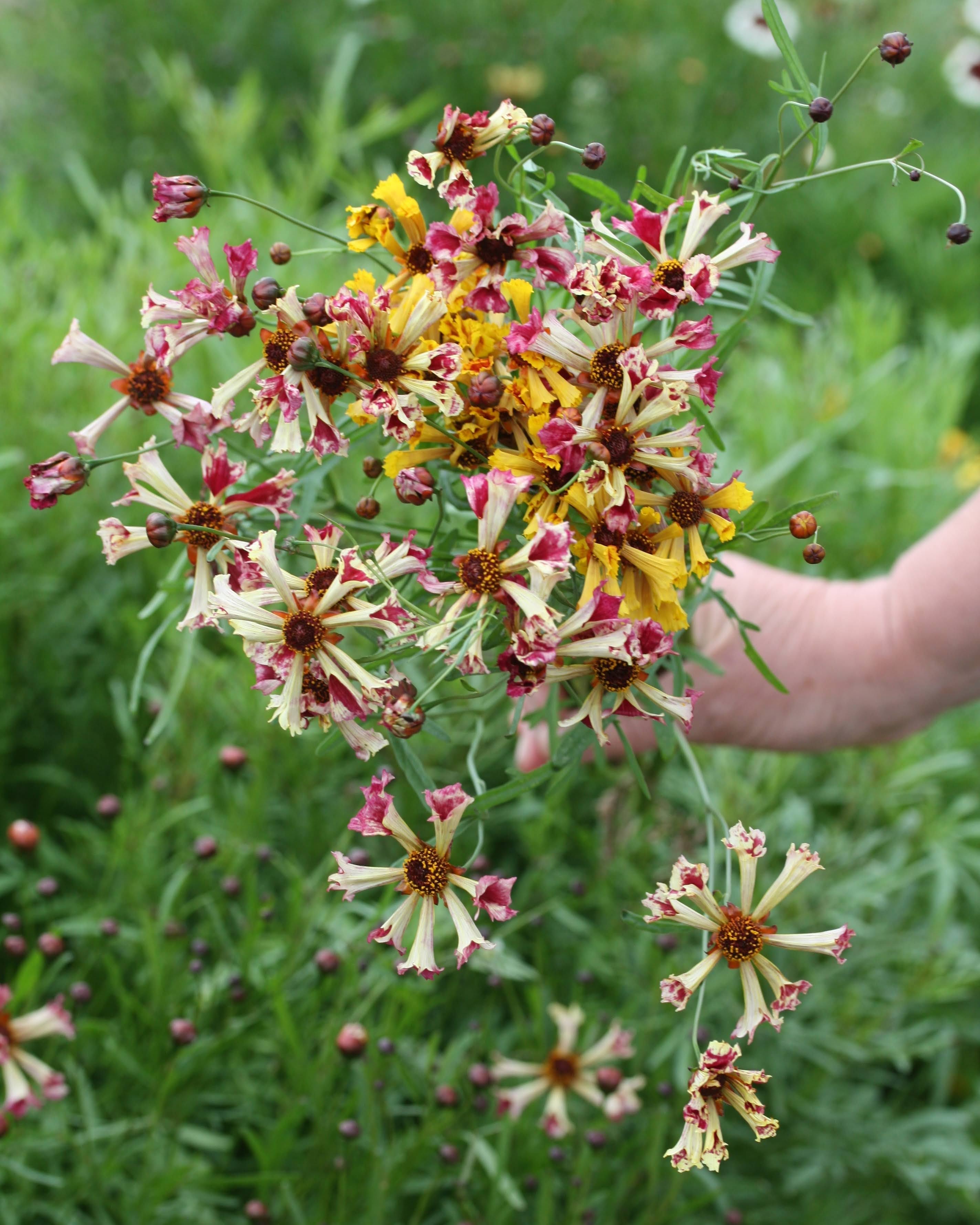 Kransvakkerøye Incredible Seashells Mix blomster i pastellfarger - perfekt som snittblomst
