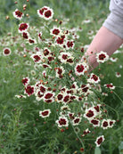 Kransvakkerøye Incredible Swirl planter i blomsterbed