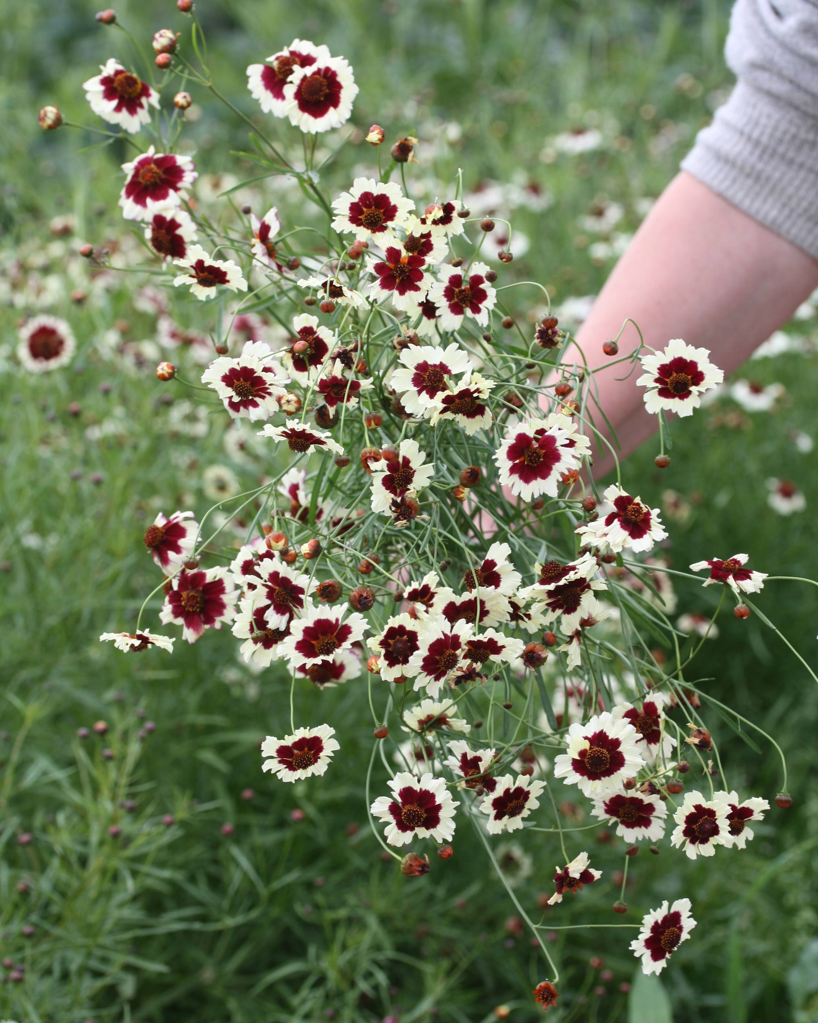 Kransvakkerøye Incredible Swirl planter i blomsterbed