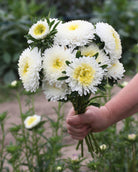 Kina asters Standy Creamy White i full blomstring med rene kremhvite blomster