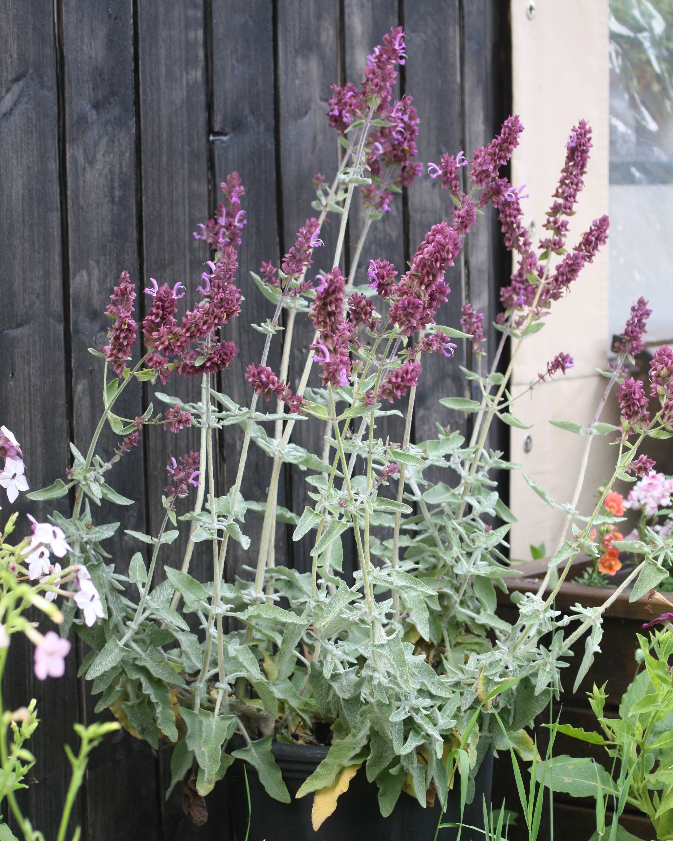 Kanarisk salvie Lancelot busket vekst med rosa-lilla blomster