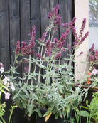 Kanarisk salvie Lancelot busket vekst med rosa-lilla blomster