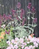 Nærbilde av Kanarisk salvie Lancelot blomster