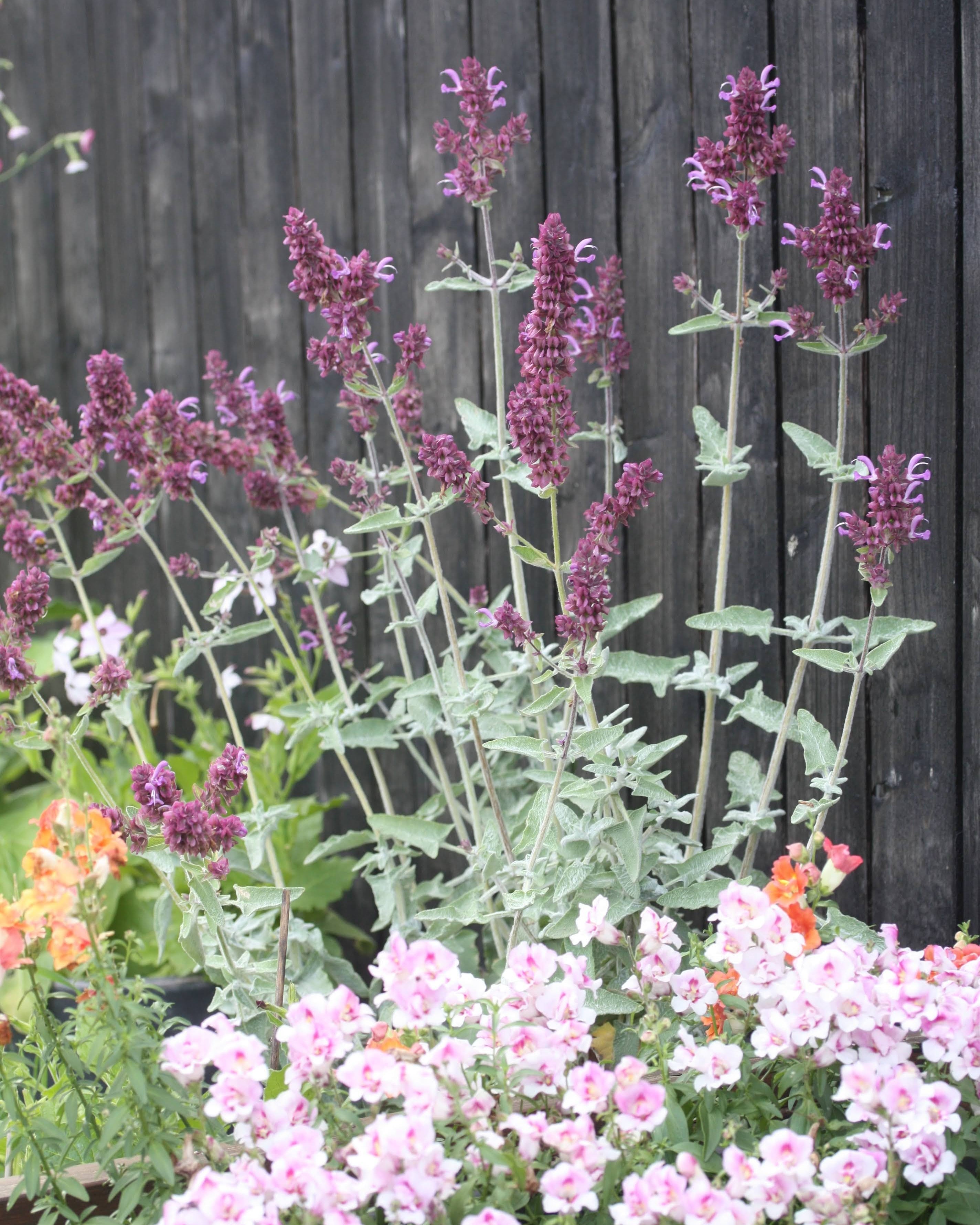 Nærbilde av Kanarisk salvie Lancelot blomster