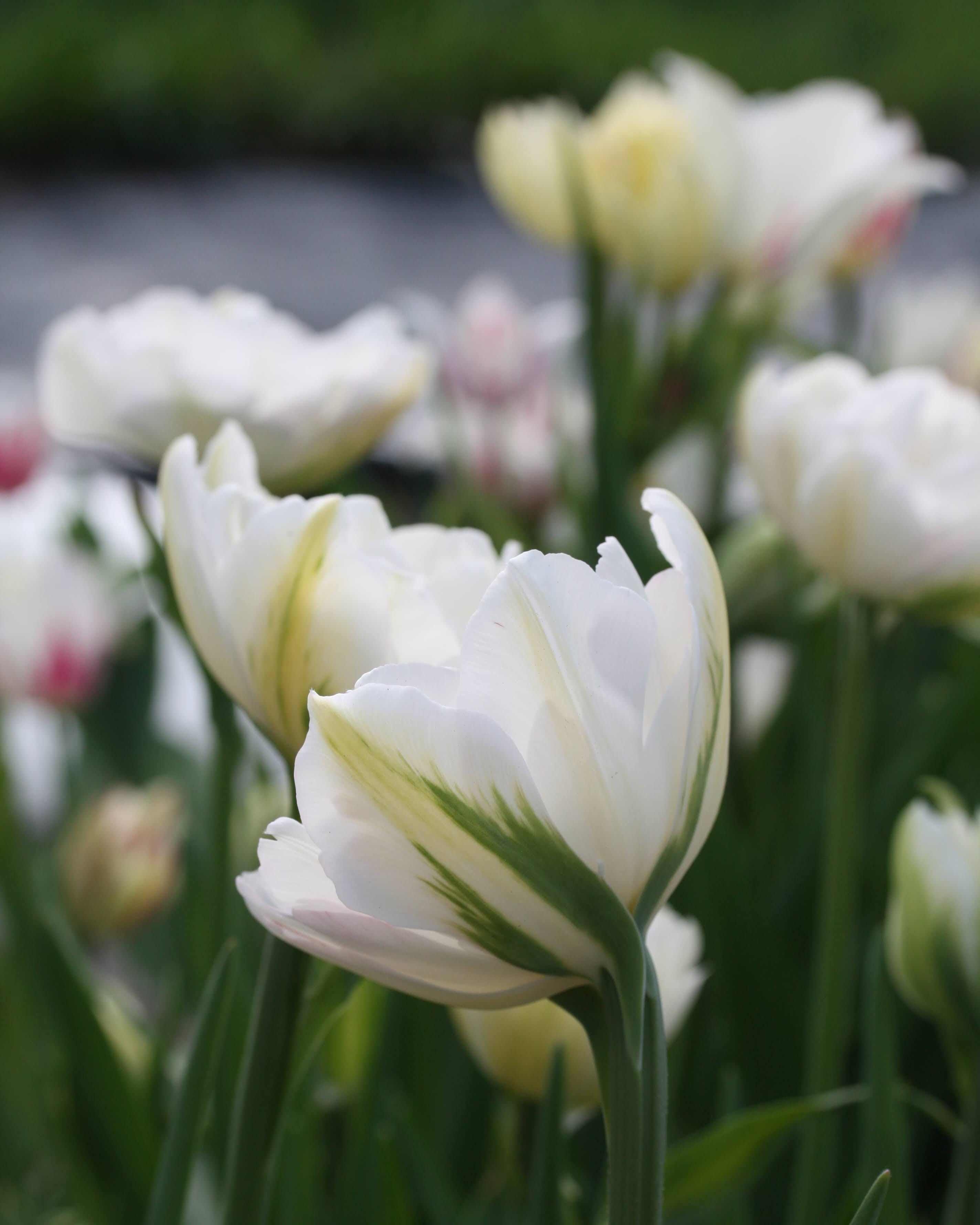 Tulipan White Valley – halvåpen fylt tulipan med friskt fargespill i kremhvitt og grønt