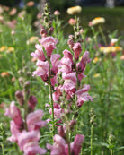 Løvemunn Opus Lavender i blomsterbed med kraftige opprette stengler
