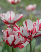 Tulipan Estella Reijnveld – lukket knopp med røde og hvite striper og grønne innslag