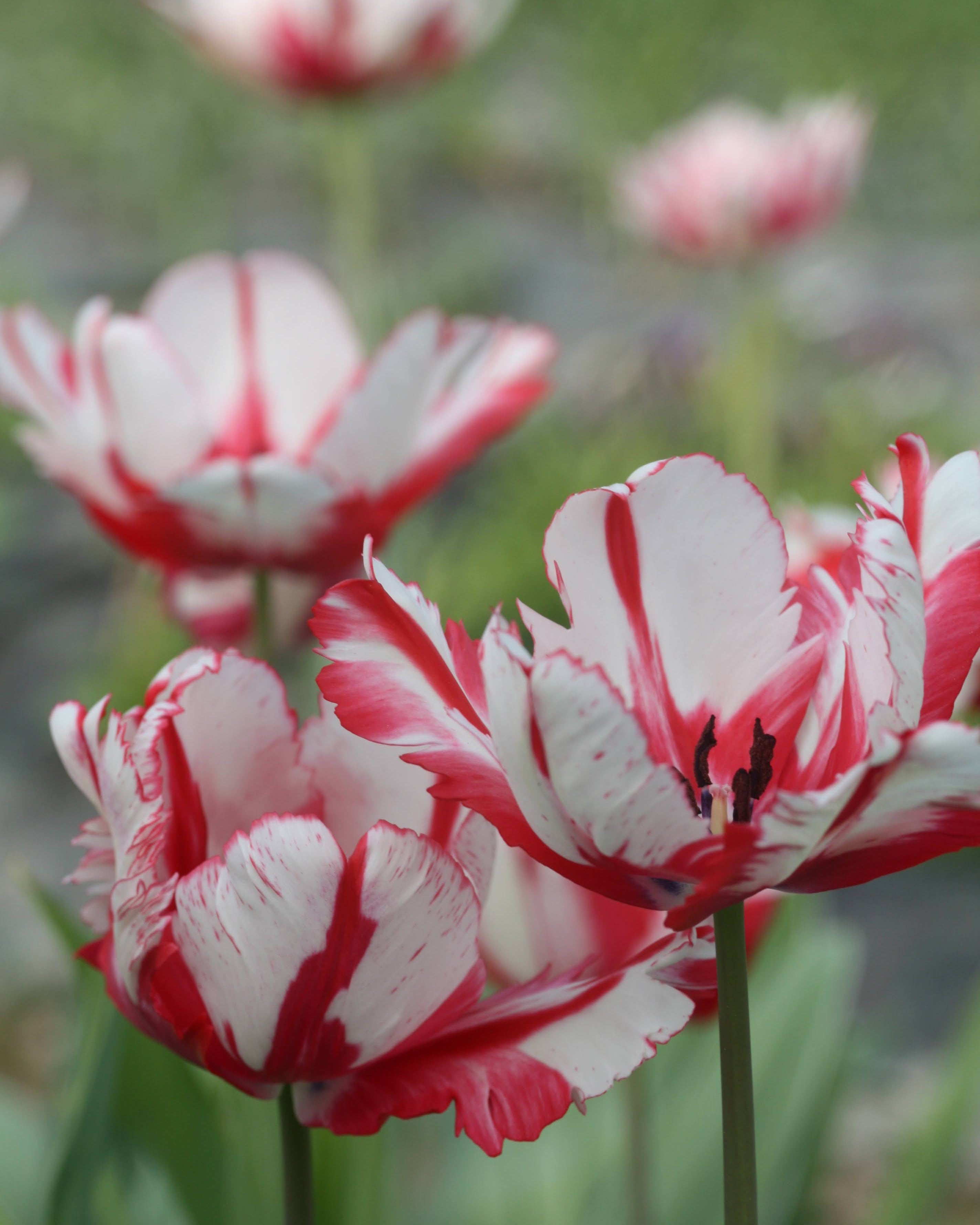 Tulipan Estella Reijnveld – lukket knopp med røde og hvite striper og grønne innslag