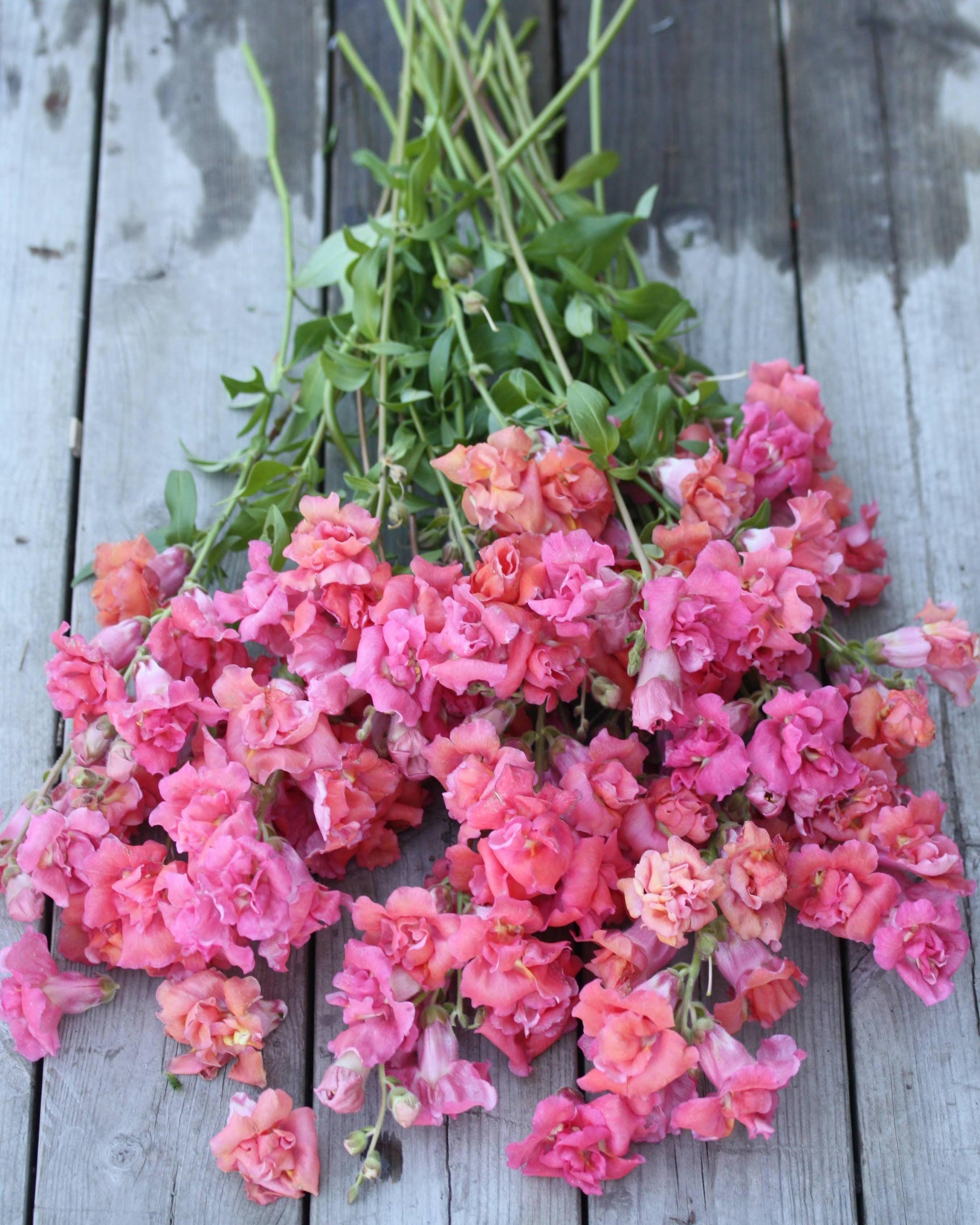 Løvemunn Madam Butterfly Cherry Bronze - nærbilder av rosa fylte blomster med bronsenyanser