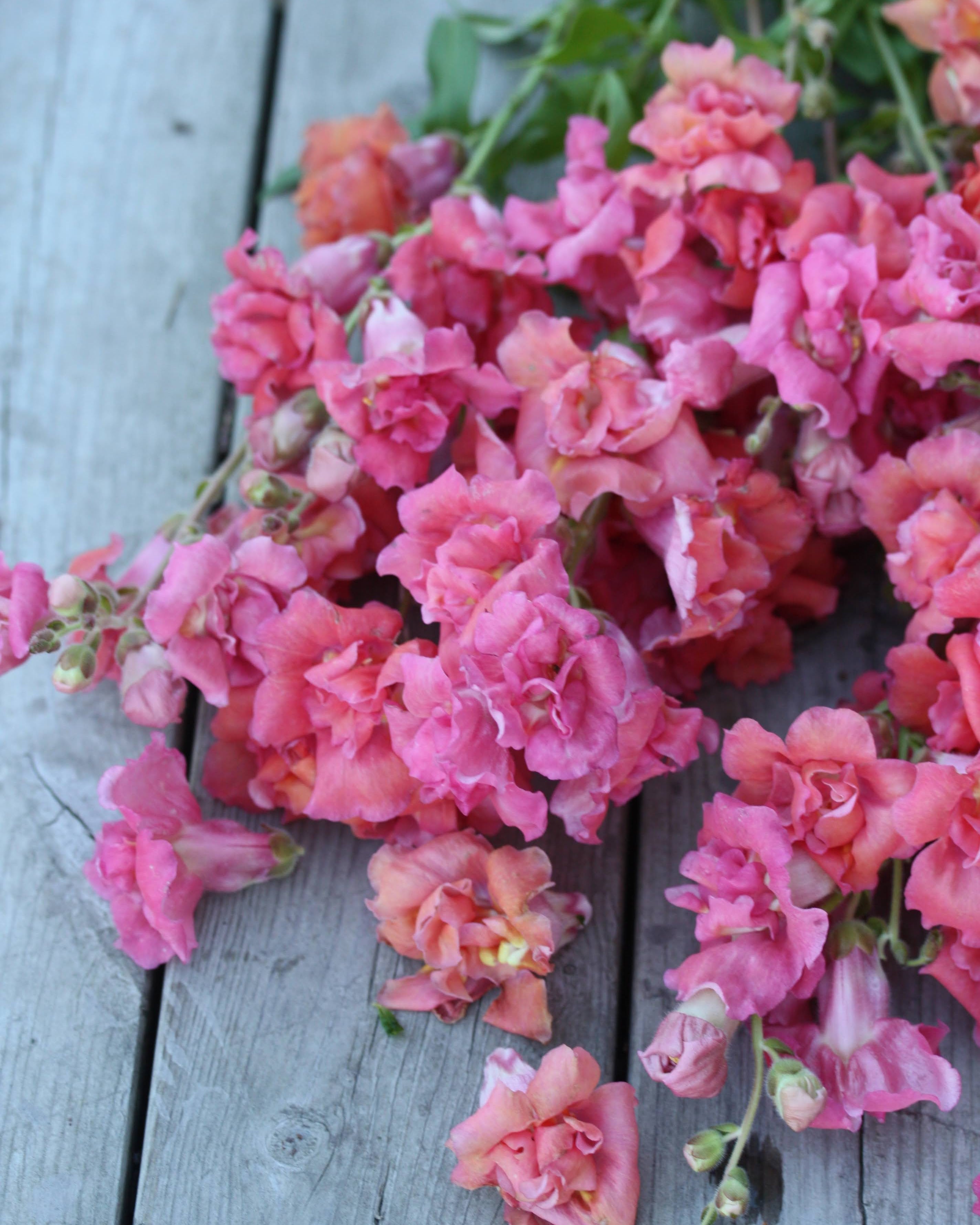 Løvemunn Madam Butterfly Cherry Bronze - med herlig fargespill