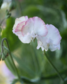 Erteblomst High Society - nærbilde av rosa og hvite erteblomster