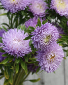 Nærbilde av Kina asters Gala Lavender blomster med myke lavendelblå kronblad