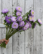 Kina asters Gala Lavender i full blomstring med elegante lavendelblå blomster