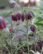 Rutelilje Fritillaria meleagris – hengende klokkeblomst med karakteristisk rutemønster i rosalilla