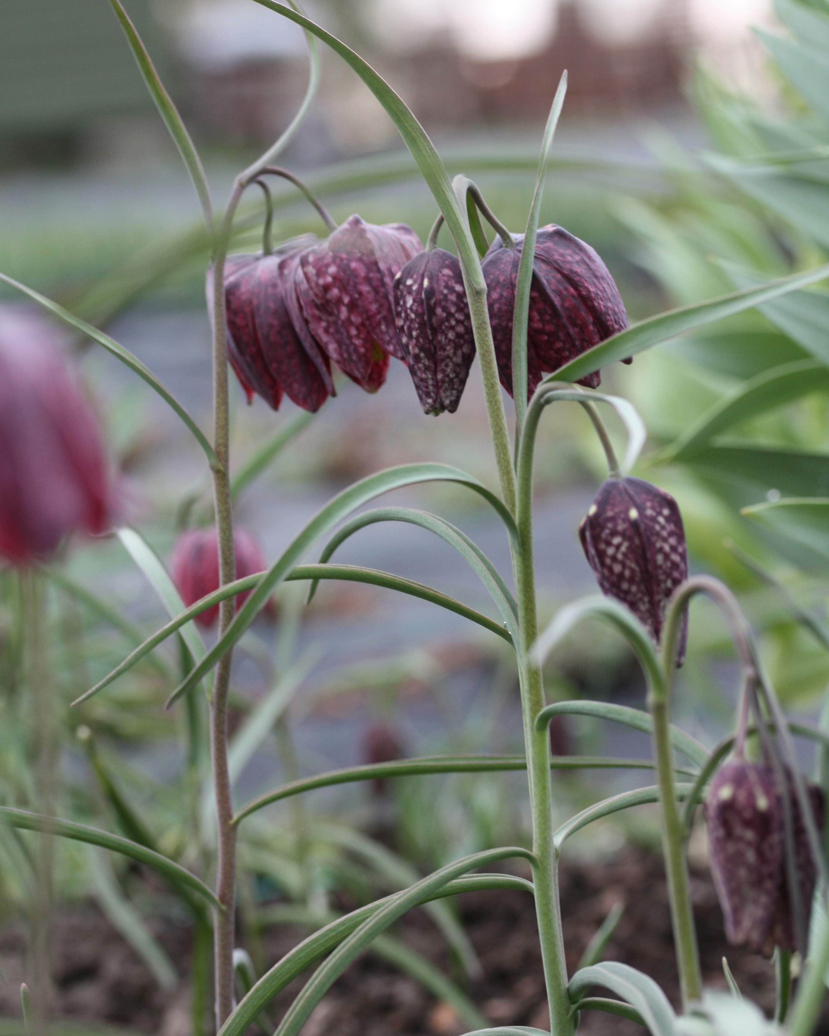 Rutelilje Fritillaria meleagris – hengende klokkeblomst med karakteristisk rutemønster i rosalilla