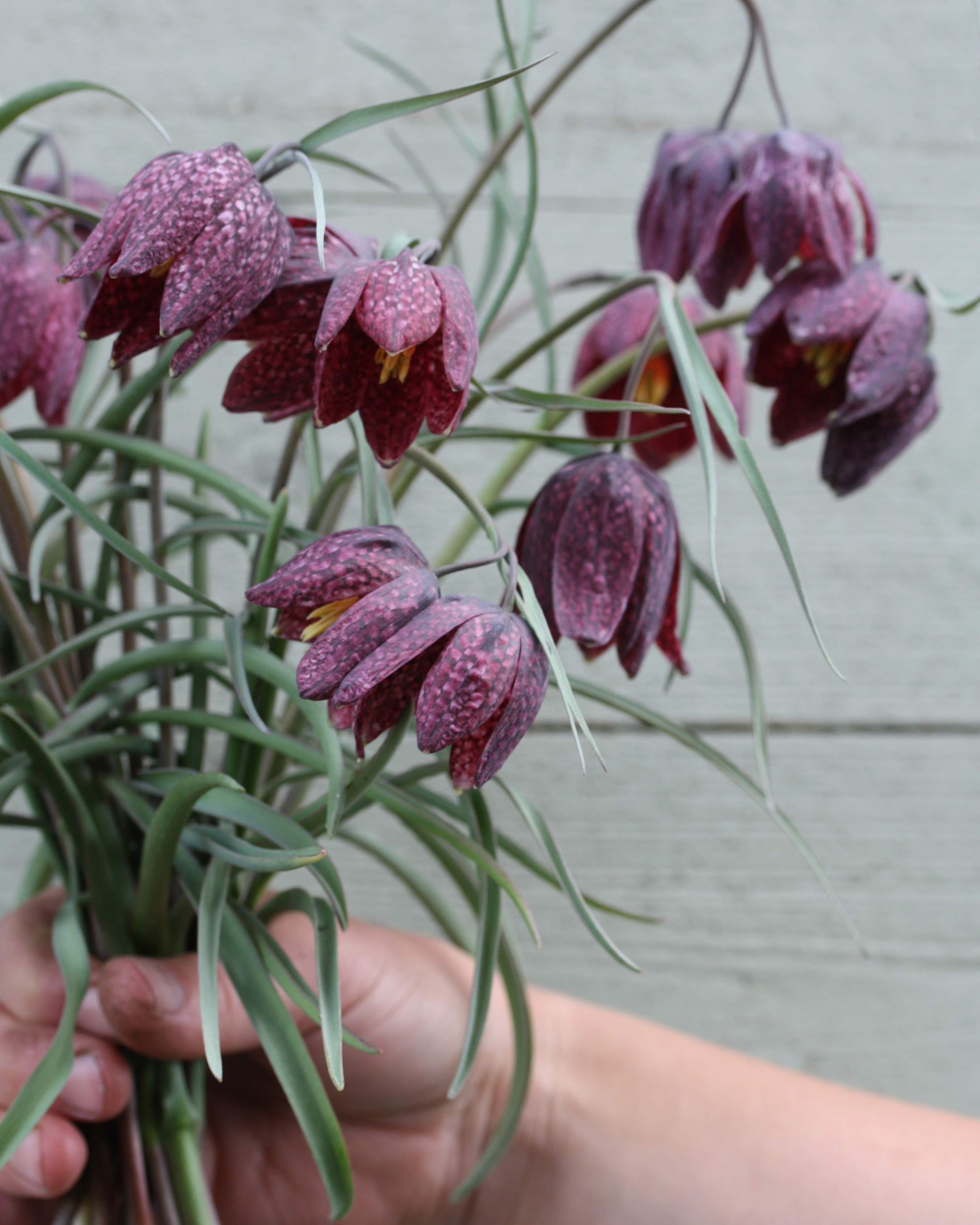 Rutelilje Fritillaria meleagris – nærbilde av møysommelig rutete blomst i varme rosalilla nyanser