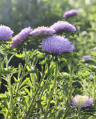 Kina asters Gala Lavender plante med rike lavendelblå blomster og grønt bladverk