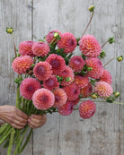 Hapet Coppery kaktusgeorgine med spisse kronblad og kobberglød